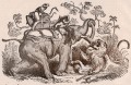 Gravure : Chasse au lion avec un éléphant